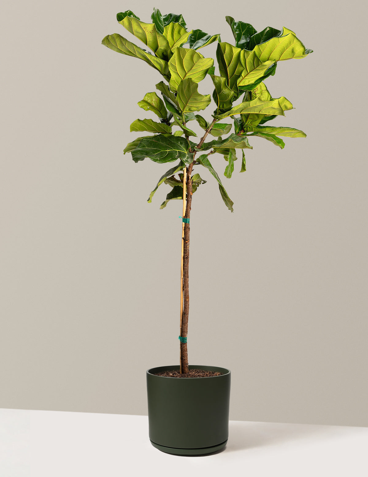Fiddle Leaf Fig