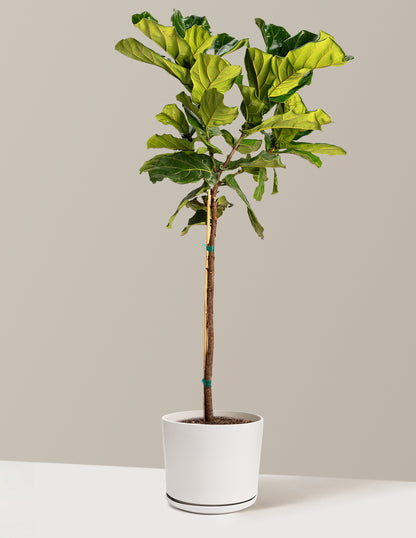 Fiddle Leaf Fig