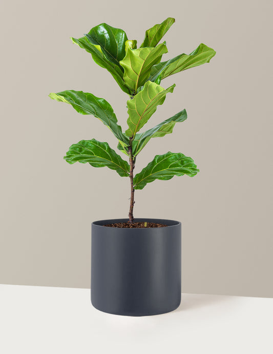 Fiddle Leaf Fig Bush