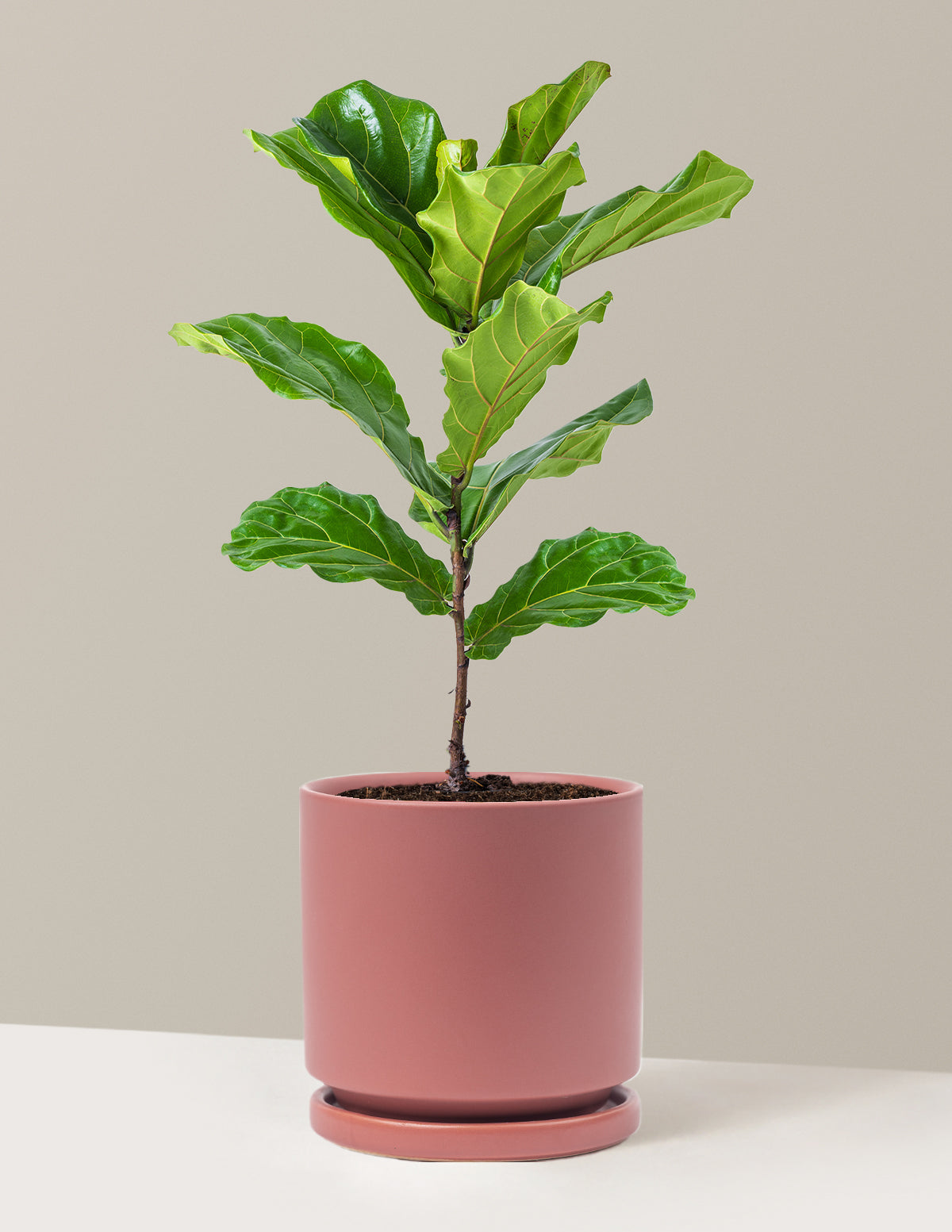 fiddle plant pot Fiddle Leaf Fig Bush | Trendy Houseplants