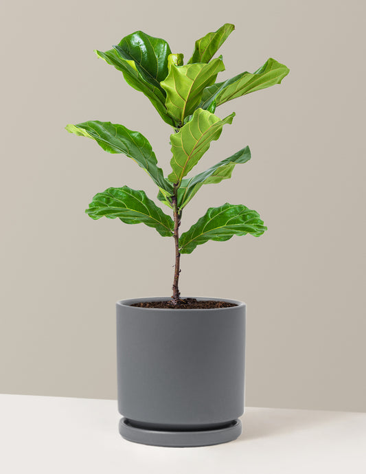 Fiddle Leaf Fig Bush