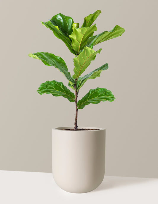 Fiddle Leaf Fig Bush