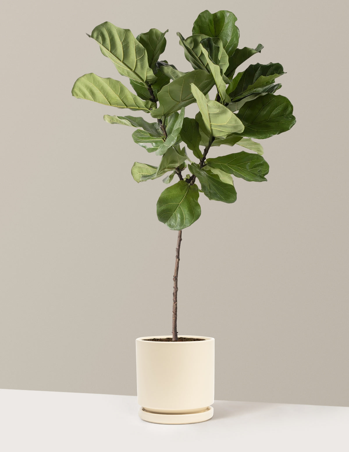 Fiddle Leaf Fig