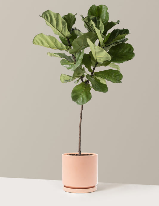 Fiddle Leaf Fig