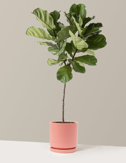 Fiddle Leaf Fig