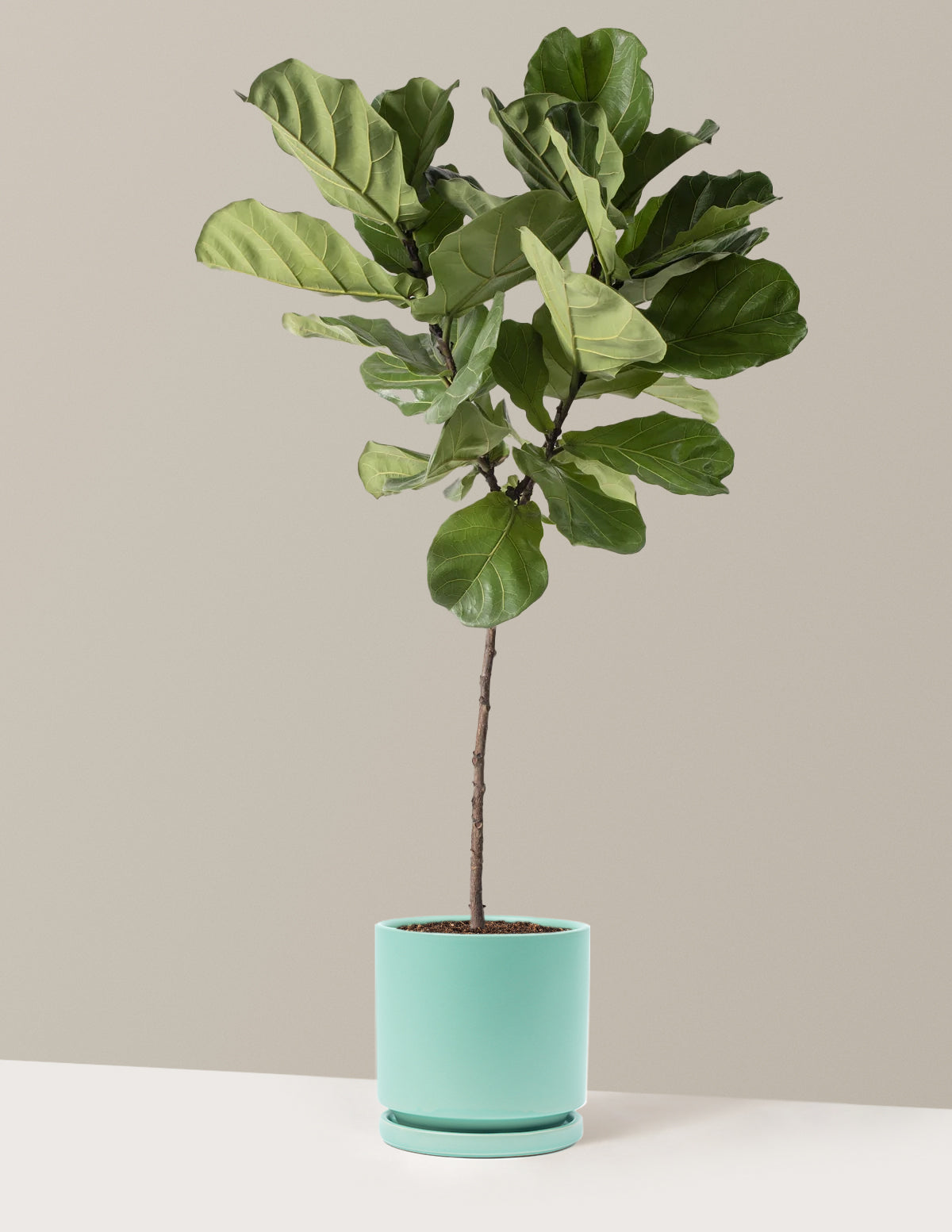 Fiddle Leaf Fig