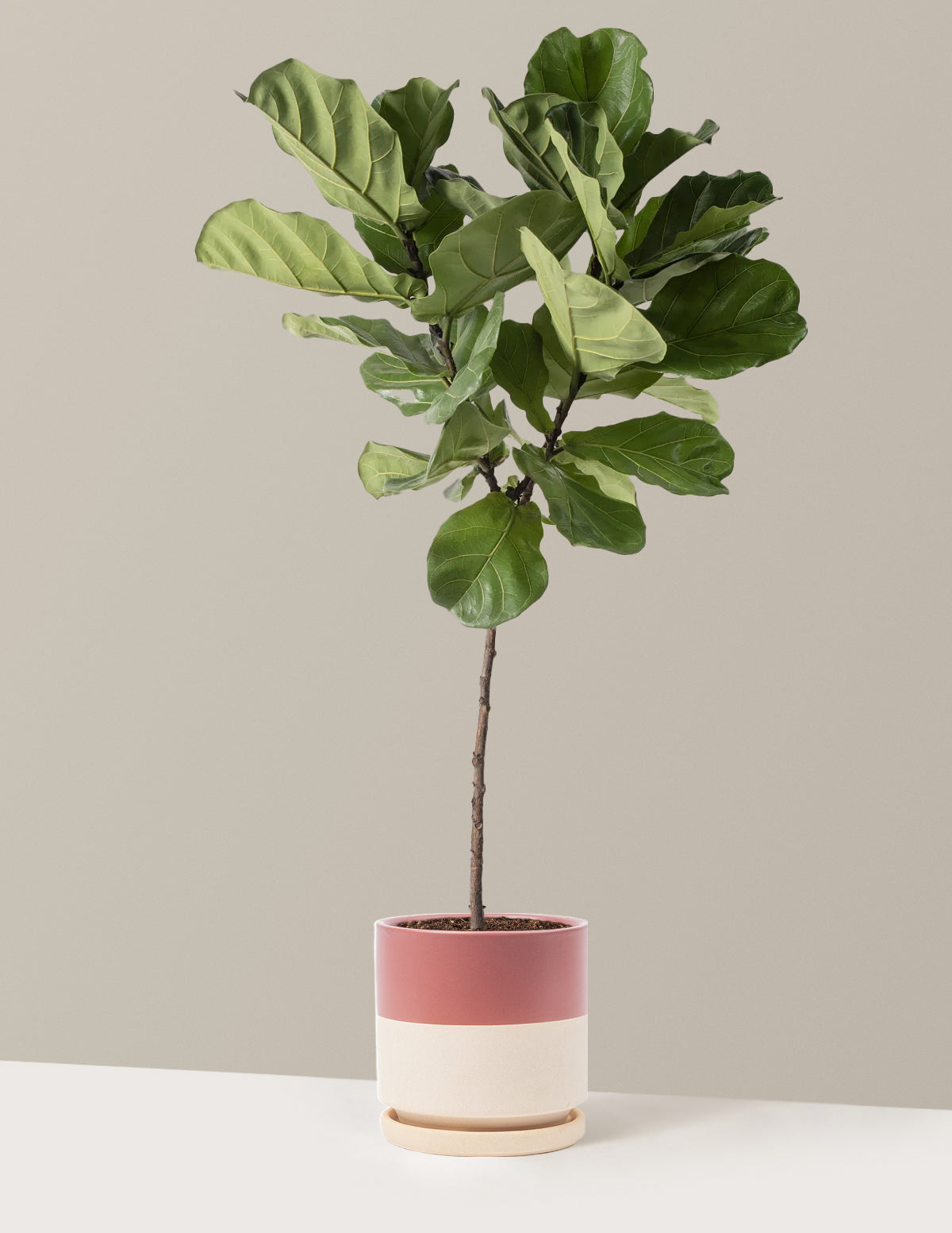Fiddle Leaf Fig