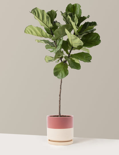 Fiddle Leaf Fig