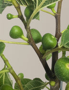 Fignominal Fig