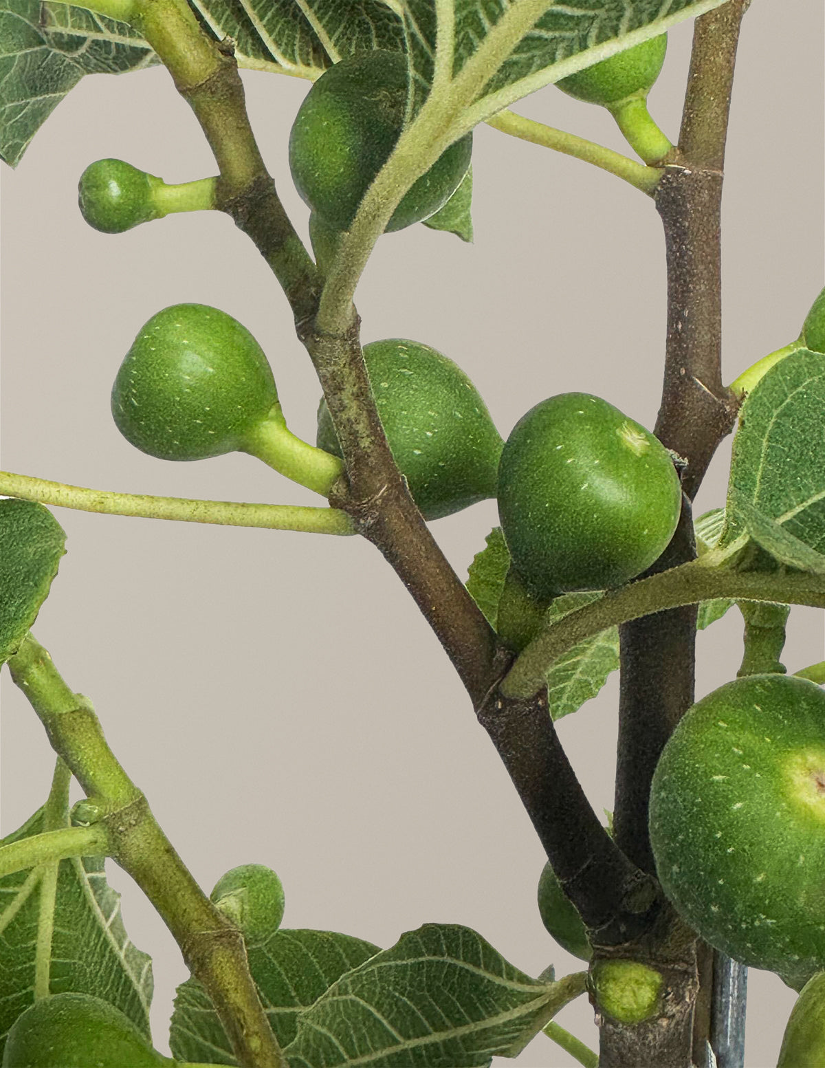 Fignominal Fig