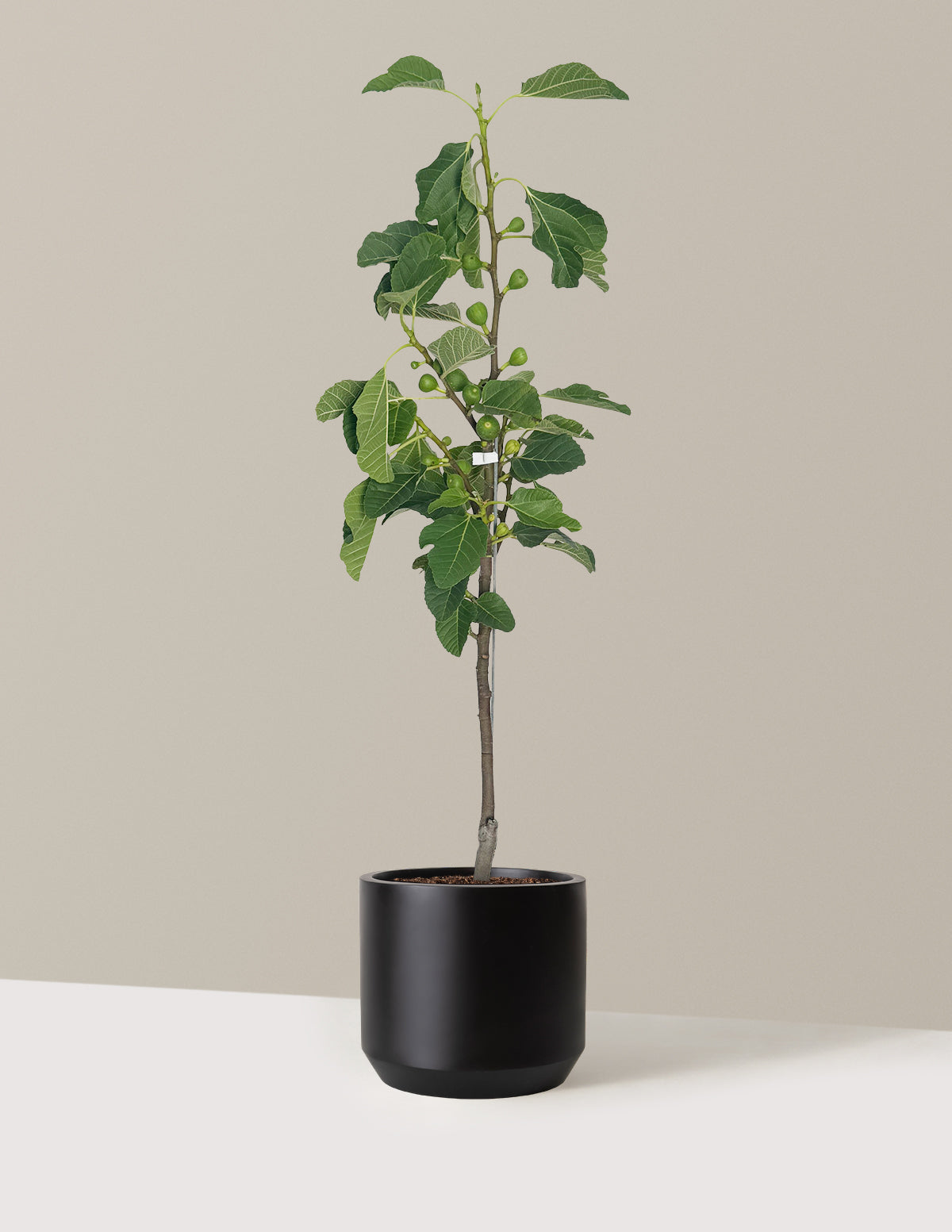 Fignominal Fig | The Sill