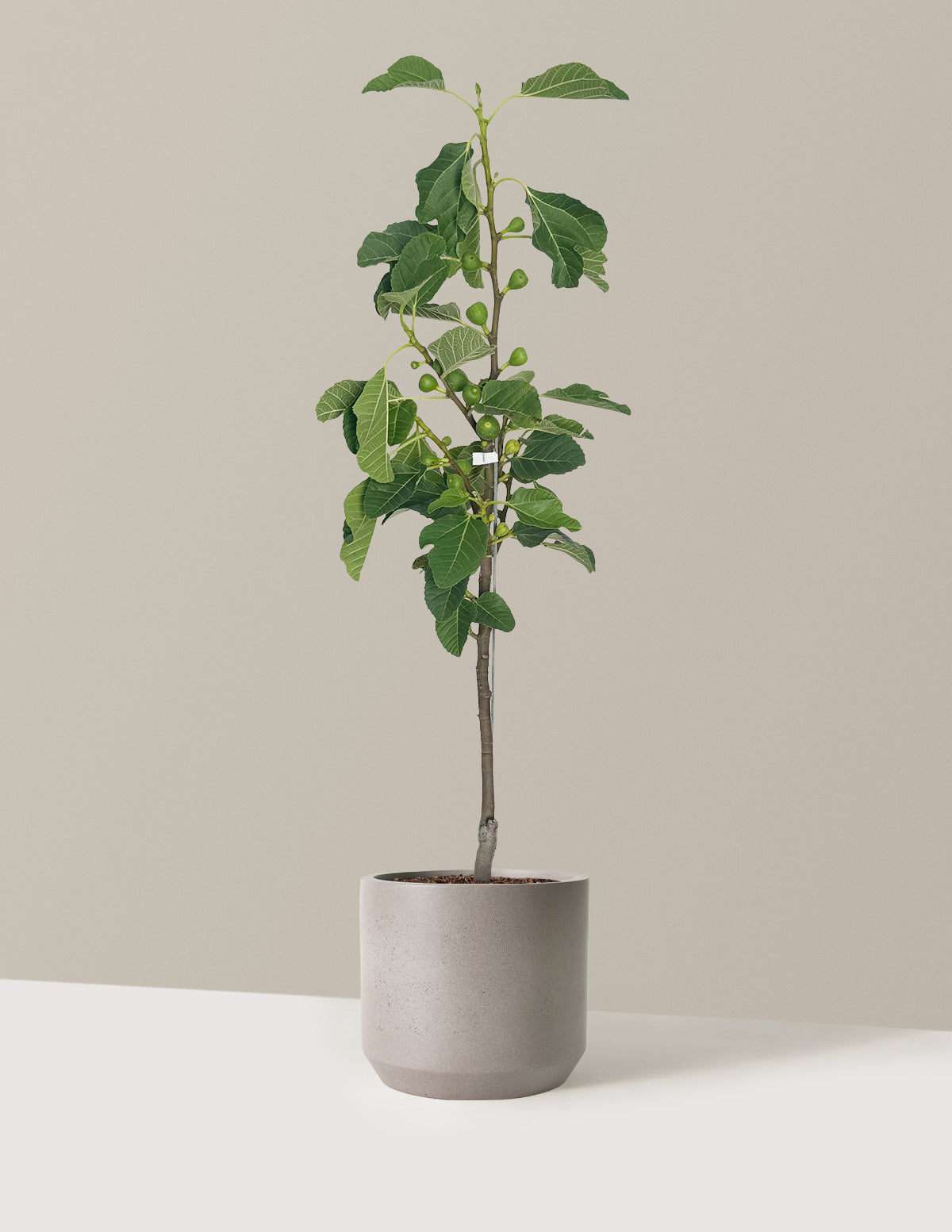 Fignominal Fig