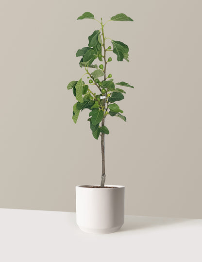 Fignominal Fig