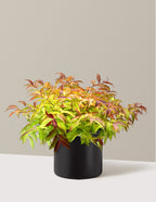 Firefly® Honeysuckle Bush