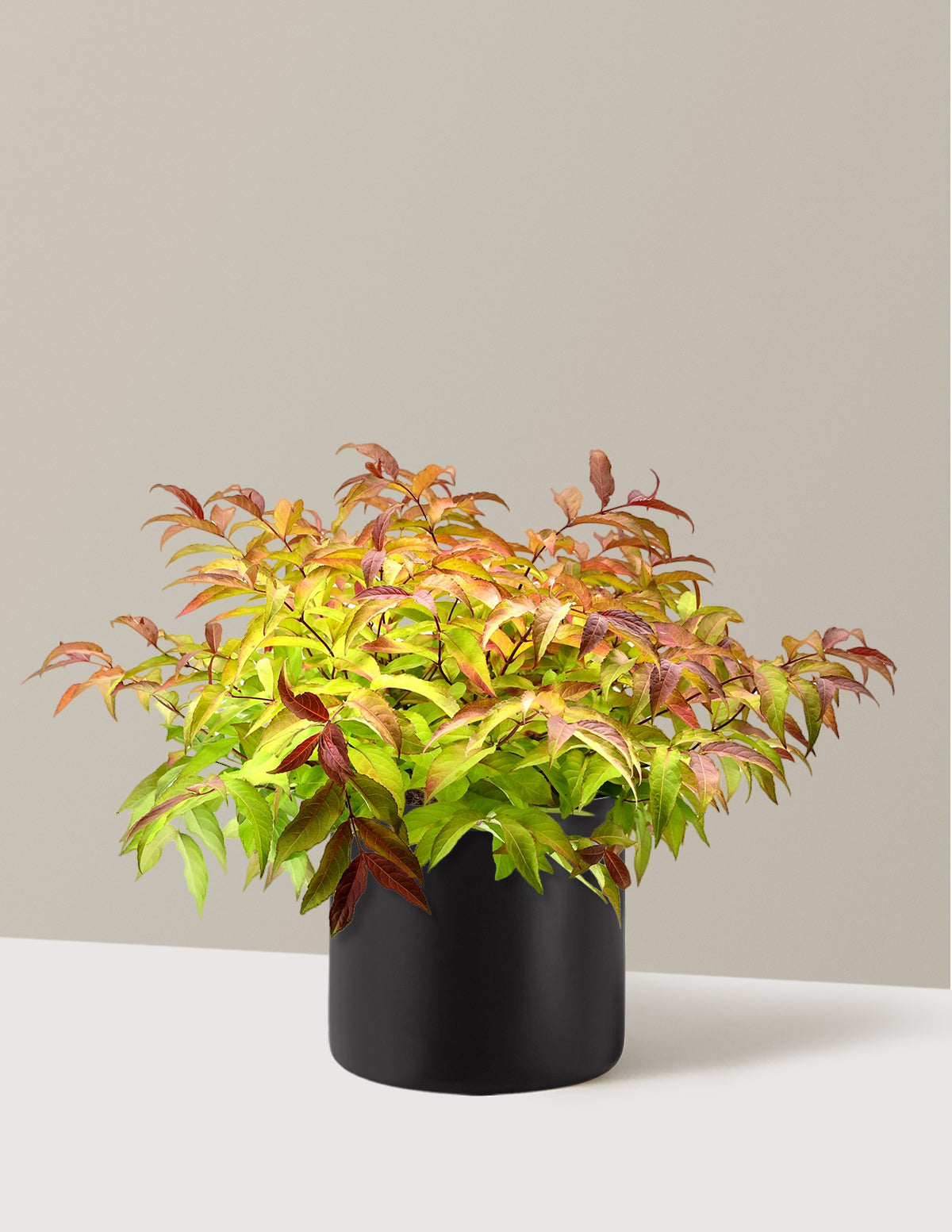 Firefly® Honeysuckle Bush