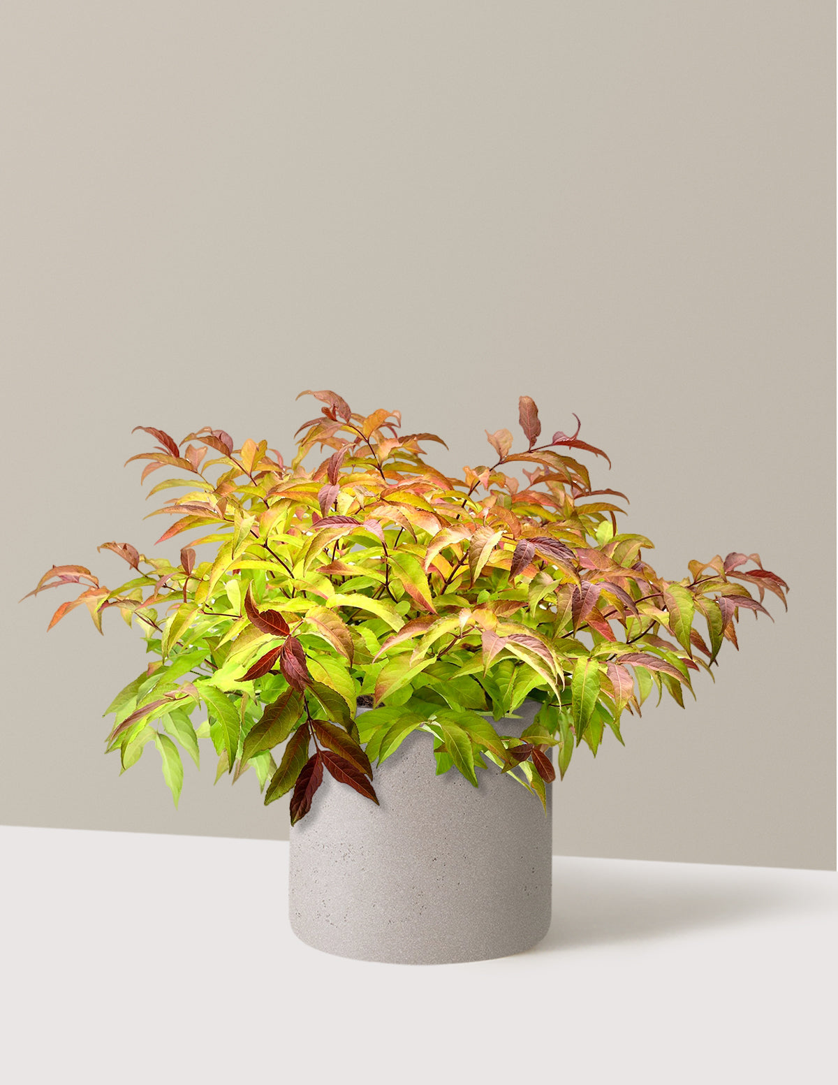 Firefly® Honeysuckle Bush