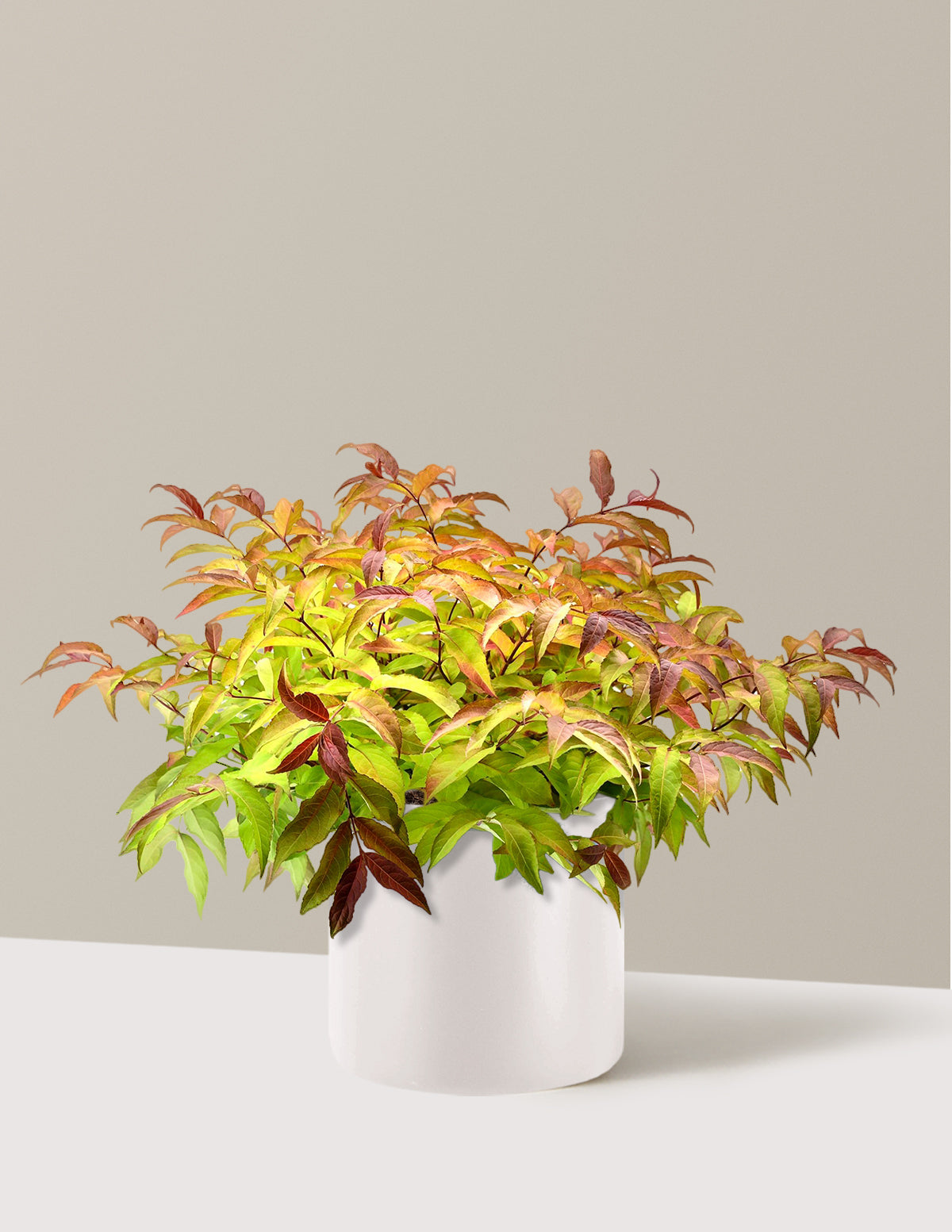 Firefly® Honeysuckle Bush