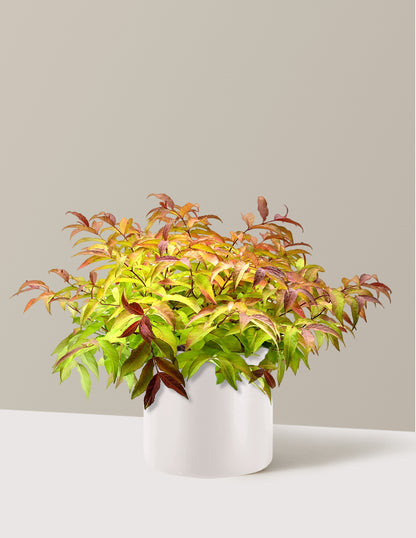 Firefly® Honeysuckle Bush