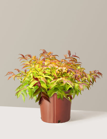 honeysuckle potted plant Firefly® Honeysuckle Bush