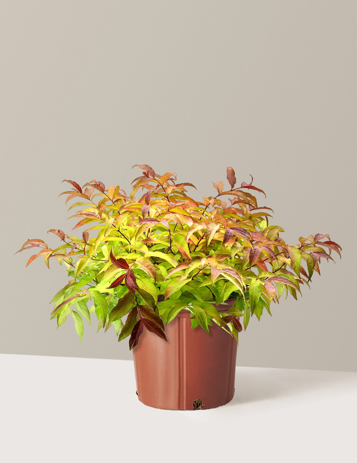 The Sill Firefly Honeysuckle Bush