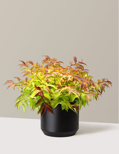 plant honeysuckle in pot Firefly® Honeysuckle Bush