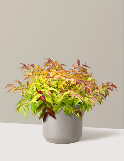 Firefly® Honeysuckle Bush