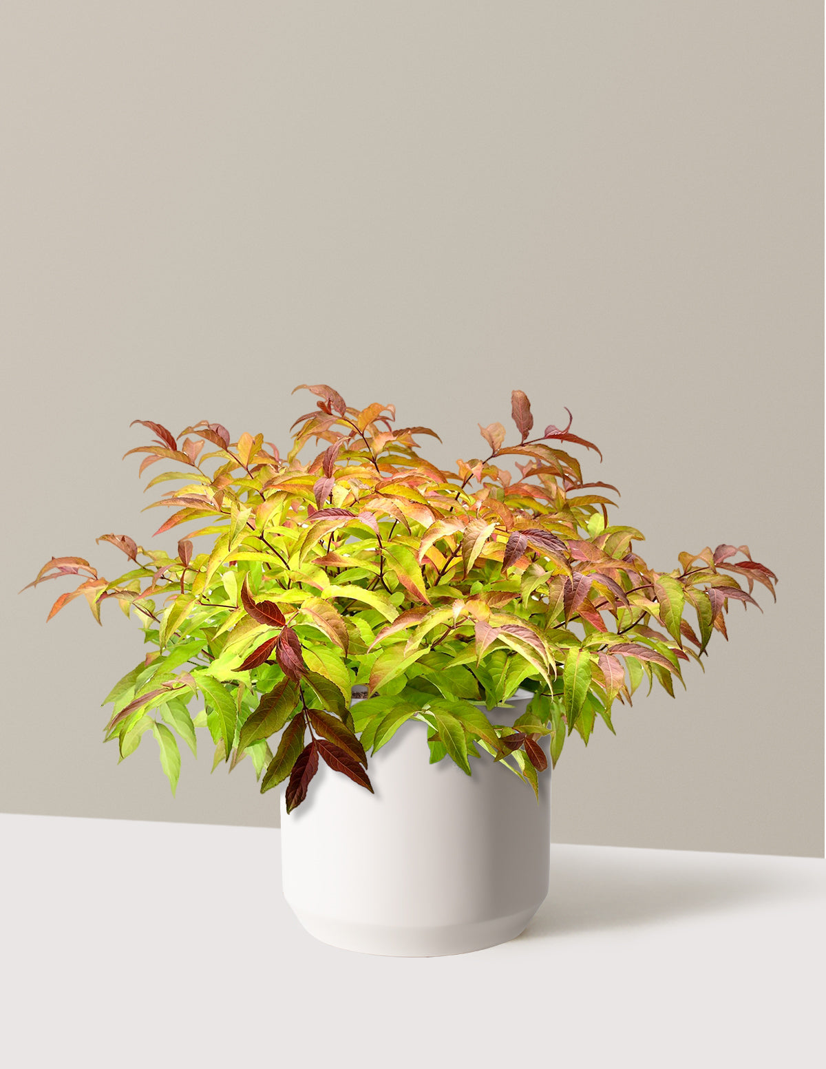 Firefly® Honeysuckle Bush
