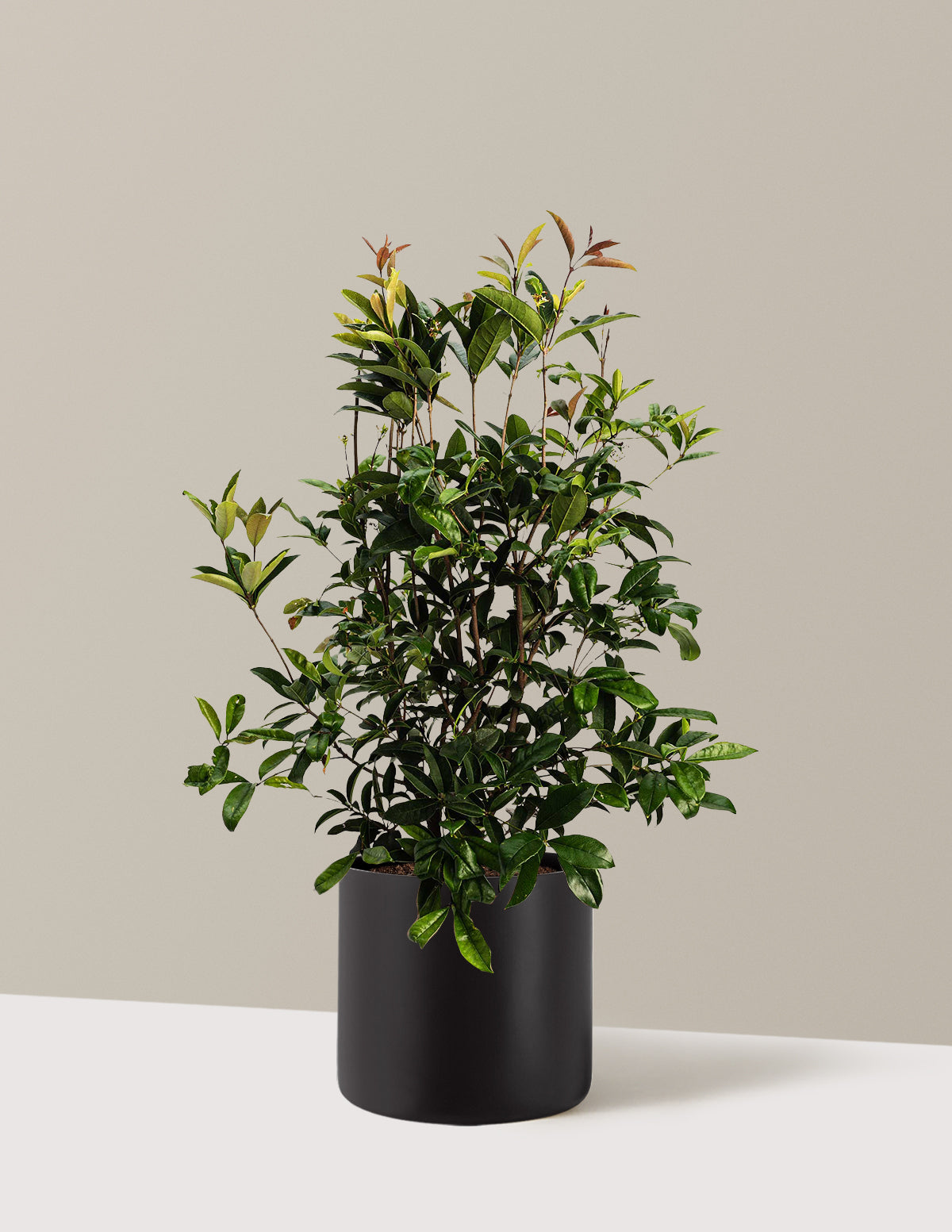 Fragrant Tea Olive Tree