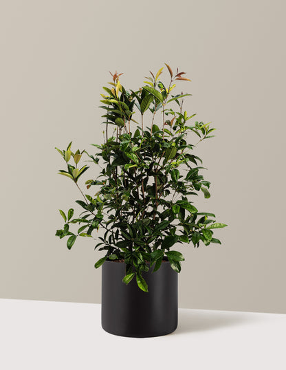 Fragrant Tea Olive Tree