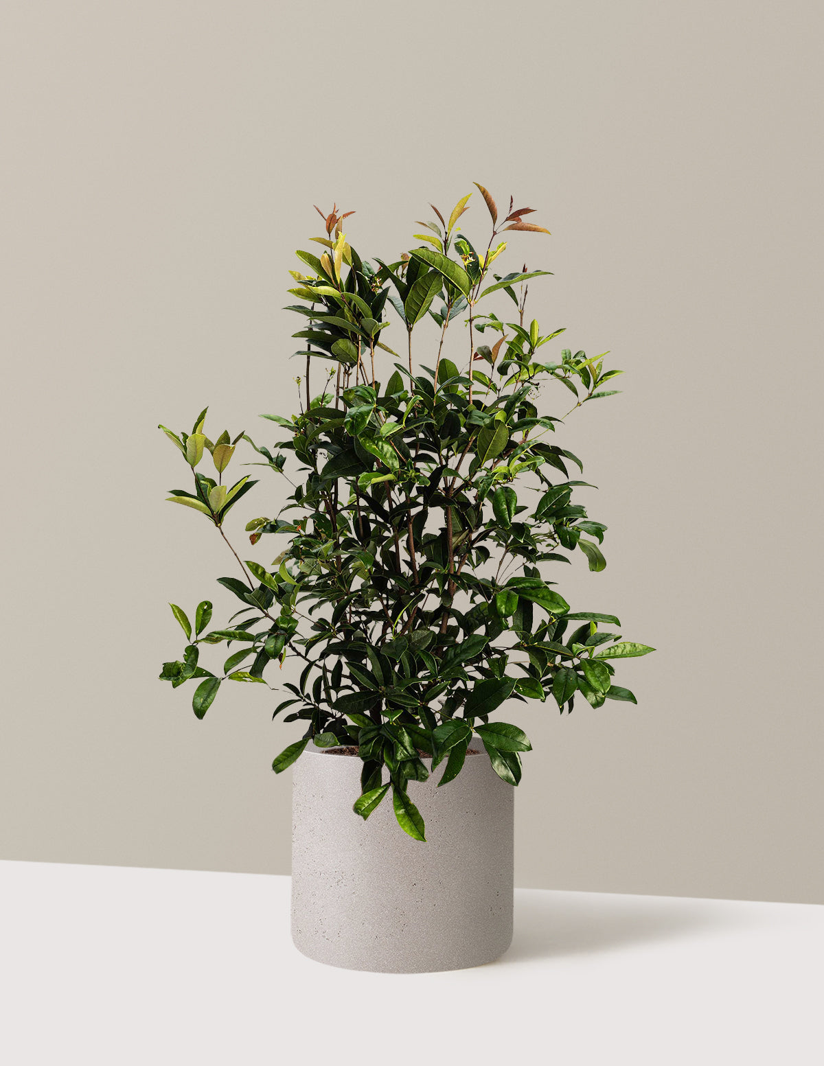 bundle | 3 Gallon | Agnes | Cement Grey