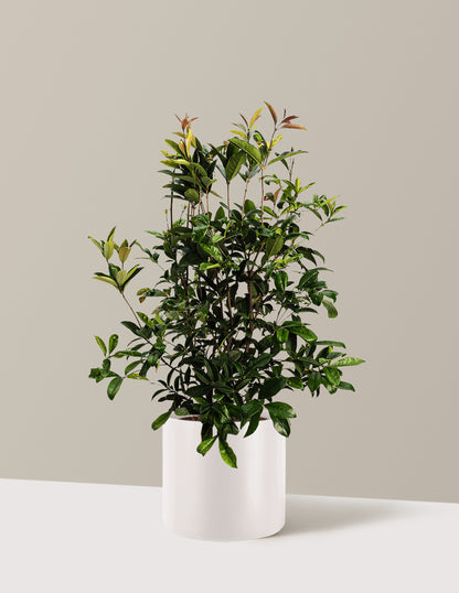 Fragrant Tea Olive Tree