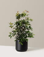 bundle | 3 Gallon | Mexia. | Black