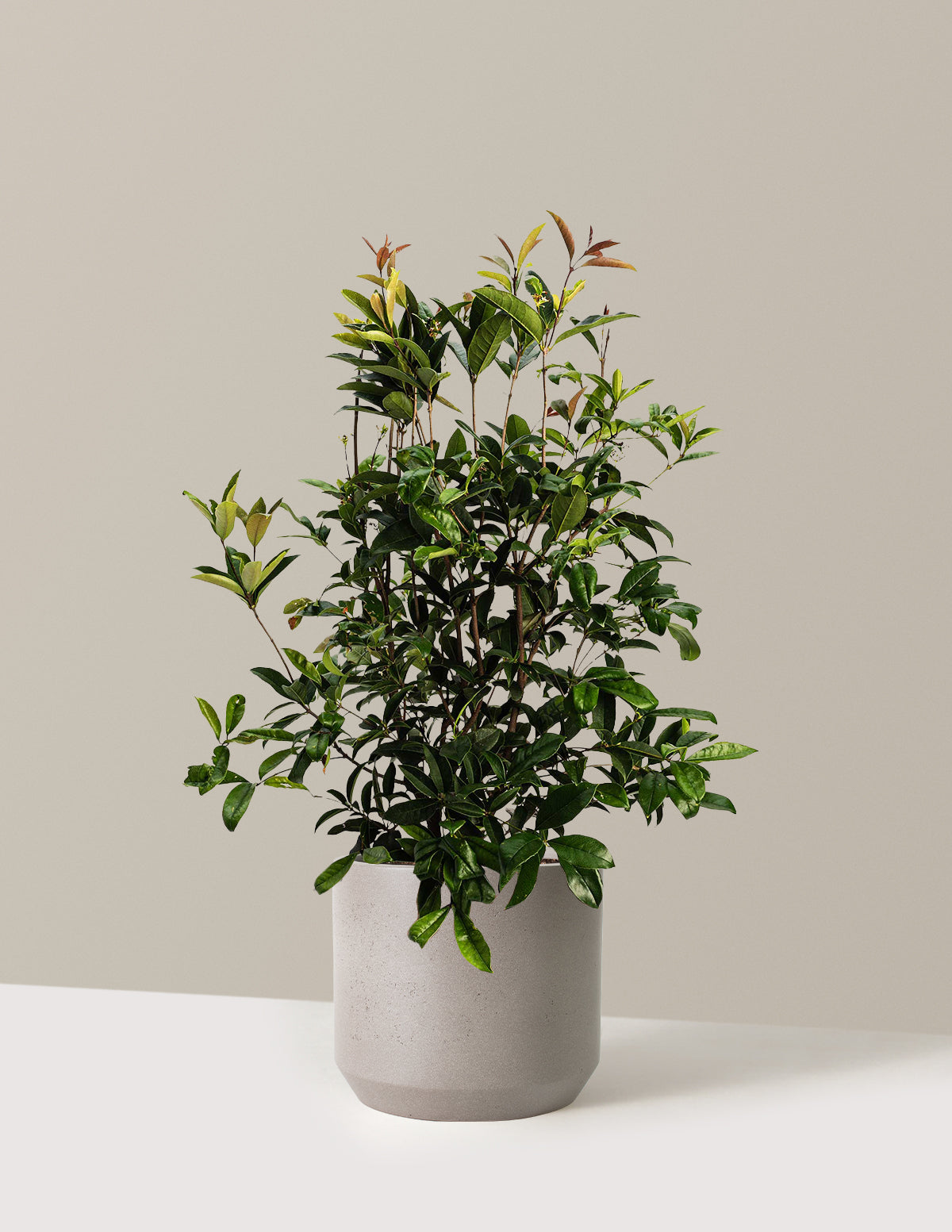 bundle | 3 Gallon | Mexia. | Cement Grey