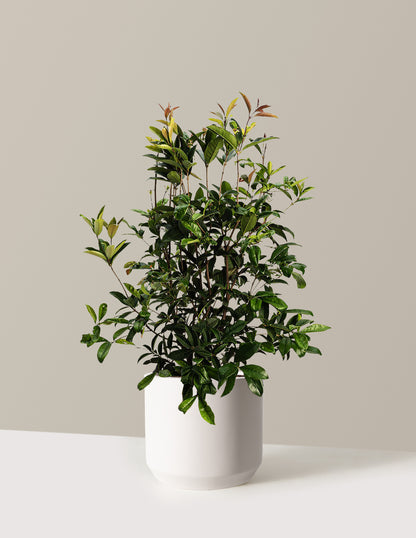 Fragrant Tea Olive Tree
