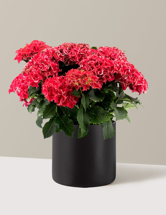 Frill Ride™ Hydrangea