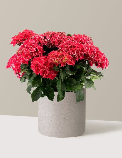 bundle | 2 Gallon | Agnes | Cement Grey