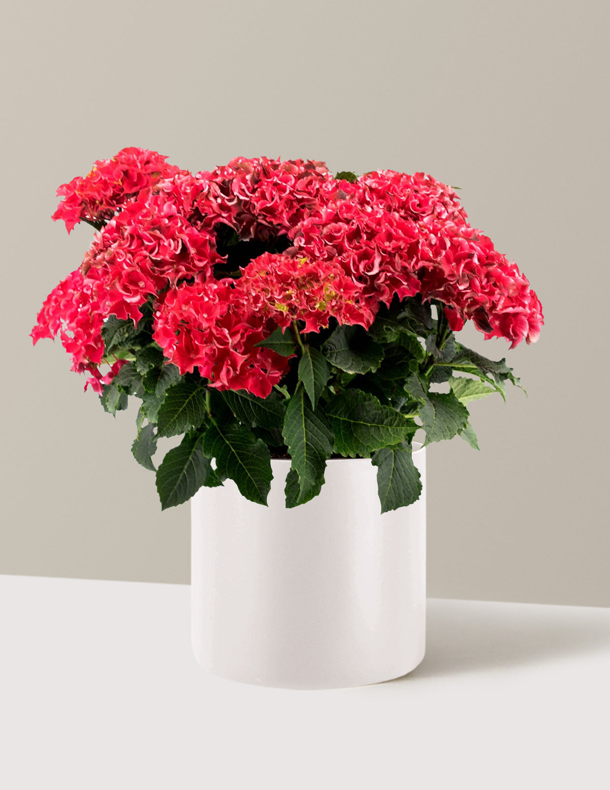 bundle | 2 Gallon | Agnes | Cream