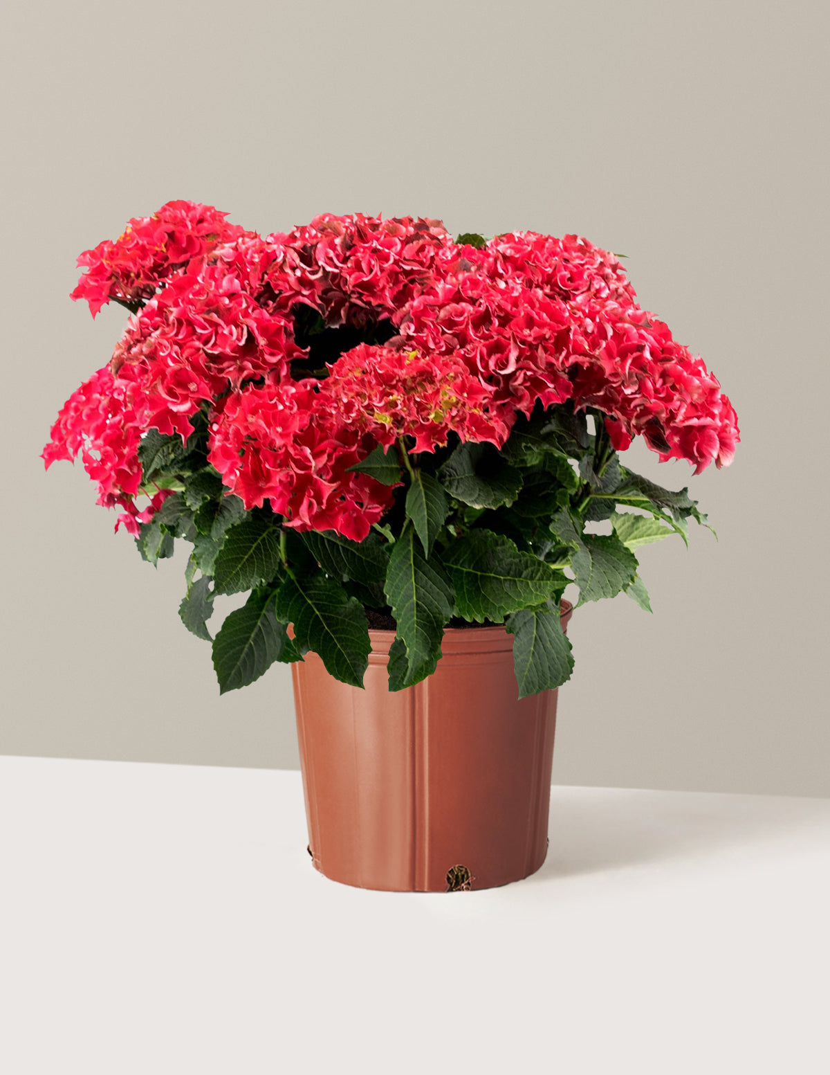 bundle | 2 Gallon | Grow Pot