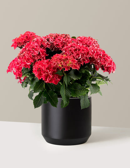 bundle | 2 Gallon | Mexia | Black