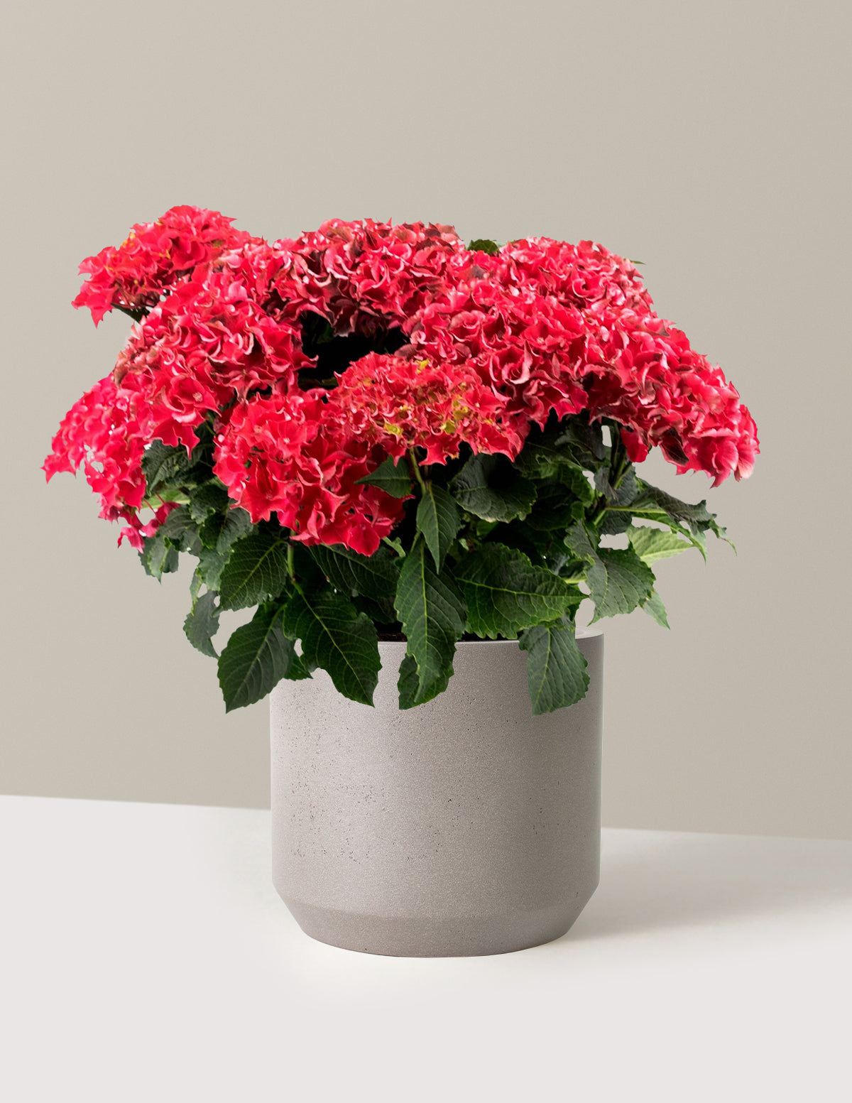 bundle | 2 Gallon | Mexia | Cement Grey