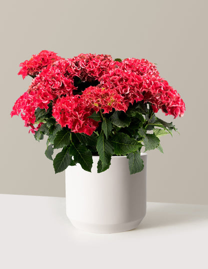 bundle | 2 Gallon | Mexia | Cream