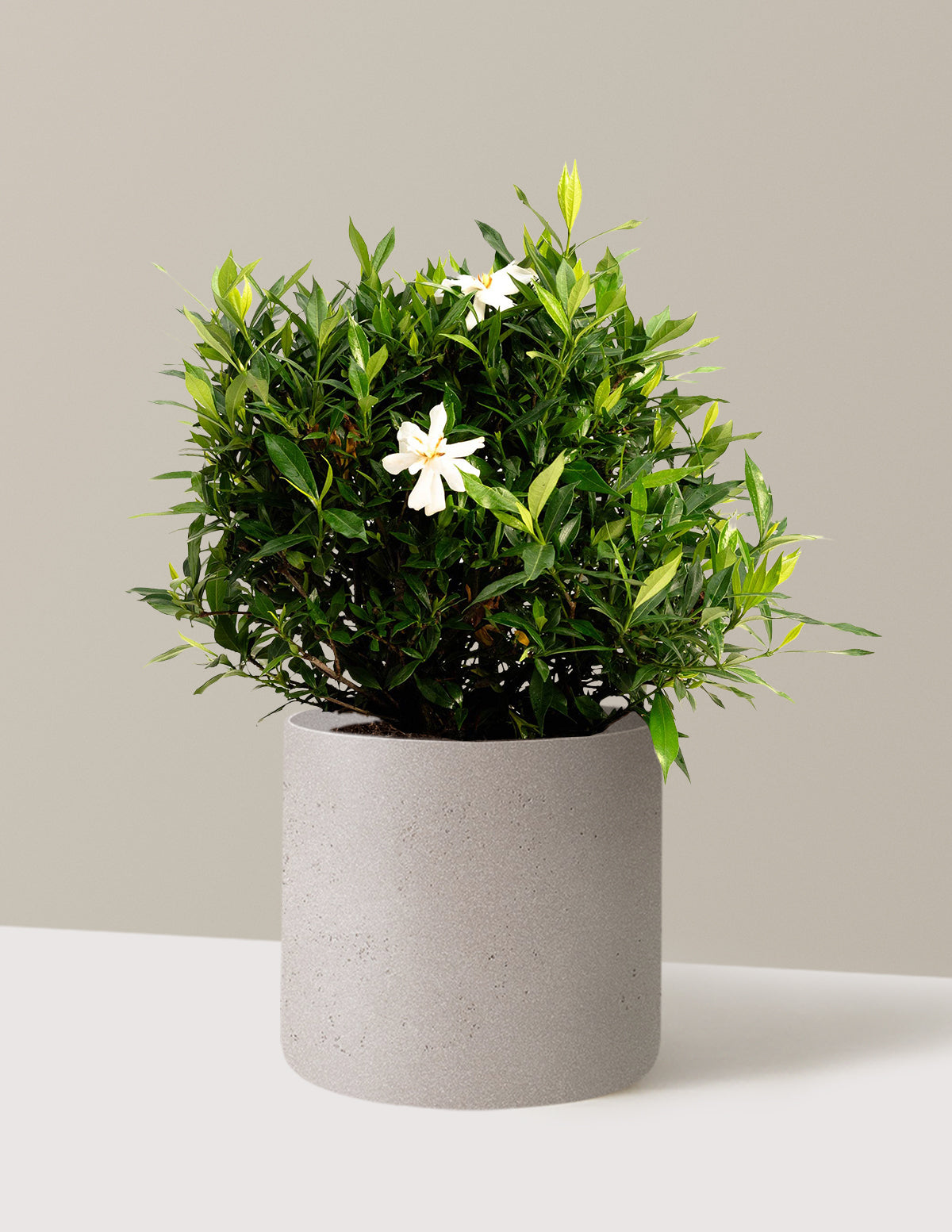 bundle | 3 Gallon | Agnes | Cement Grey