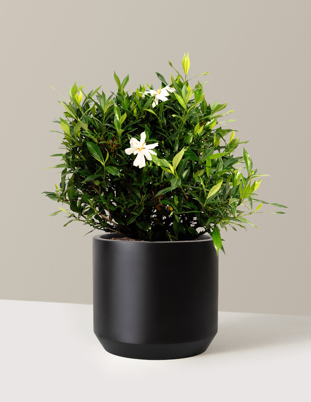 bundle | 3 Gallon | Mexia | Black