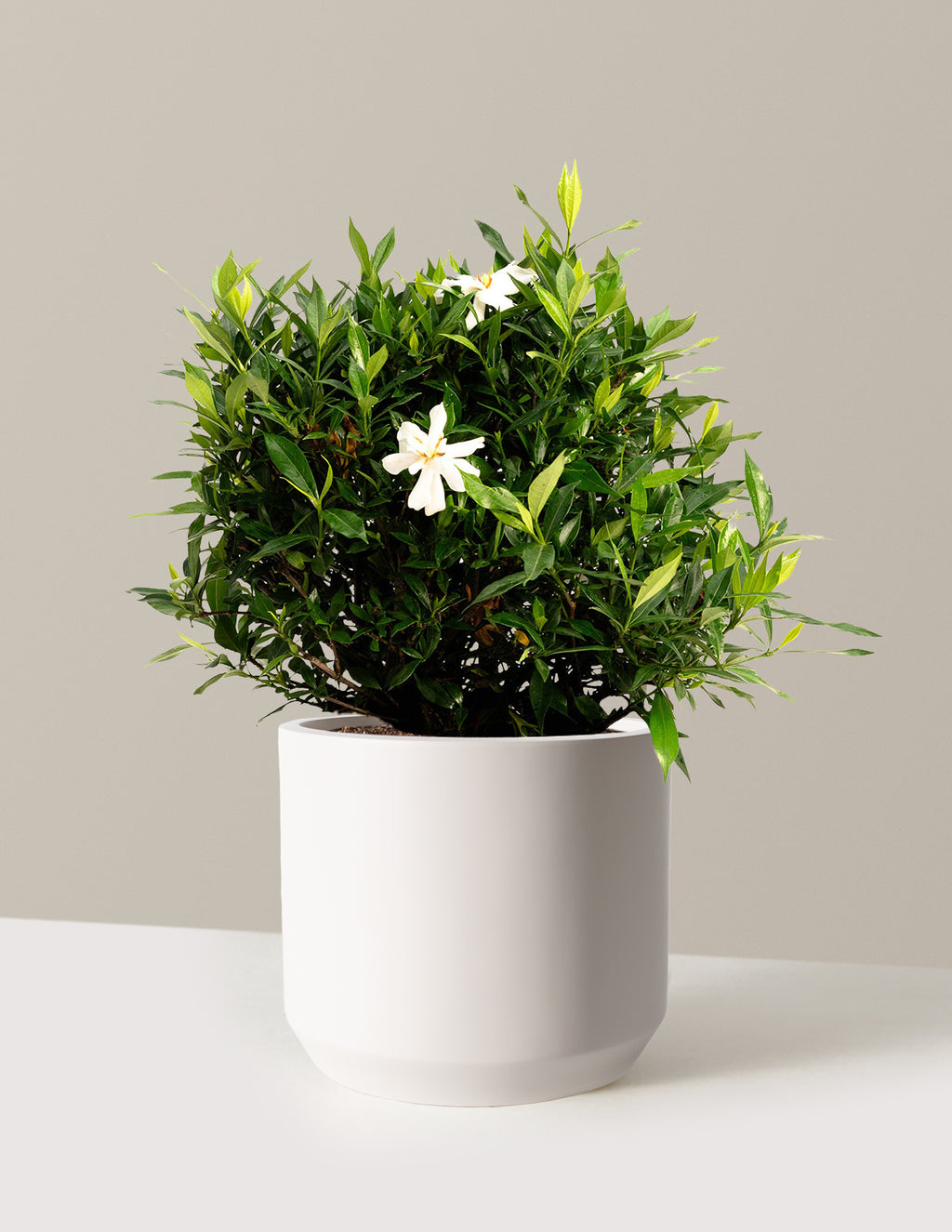 bundle | 3 Gallon | Mexia | Cream