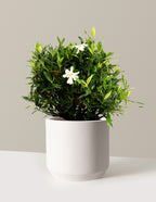 bundle | 3 Gallon | Mexia | Cream