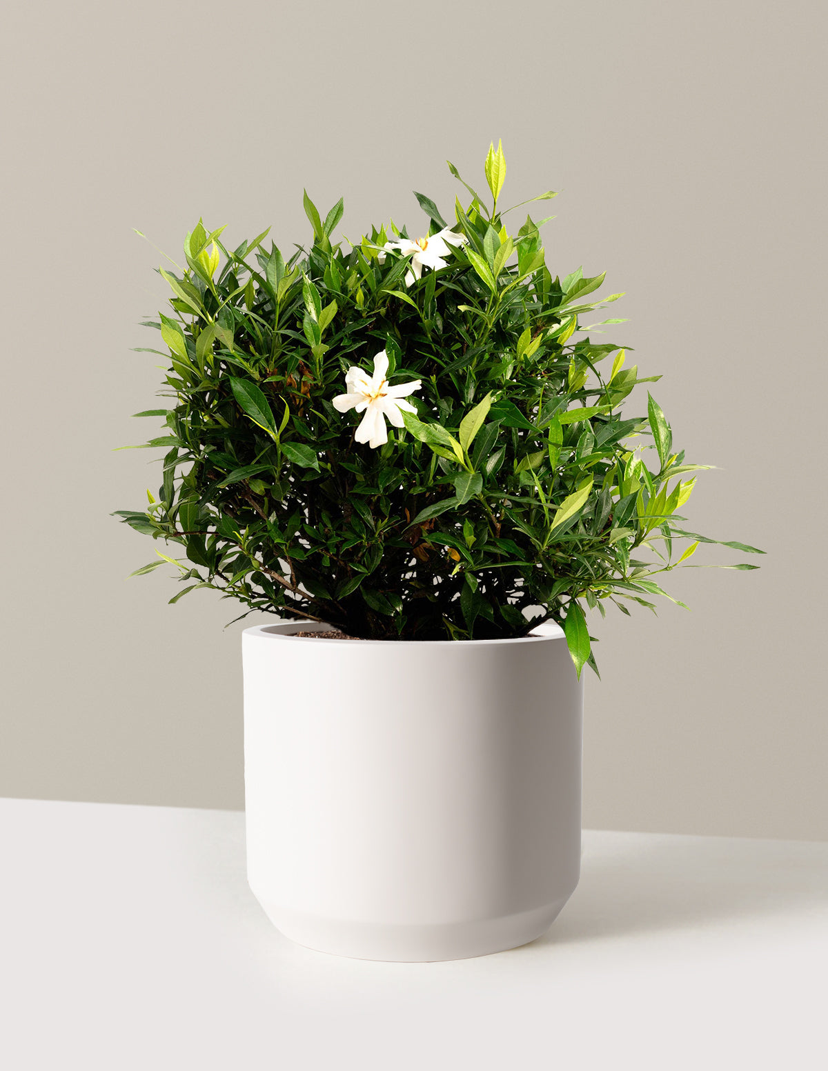 bundle | 3 Gallon | Mexia | Cream