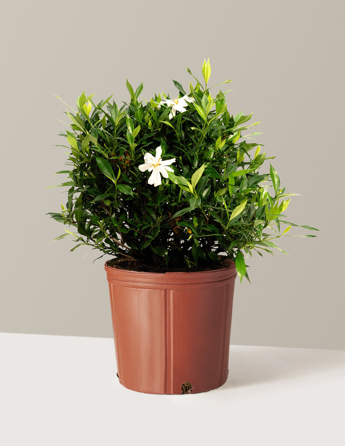 bundle | 3 Gallon | Grow Pot