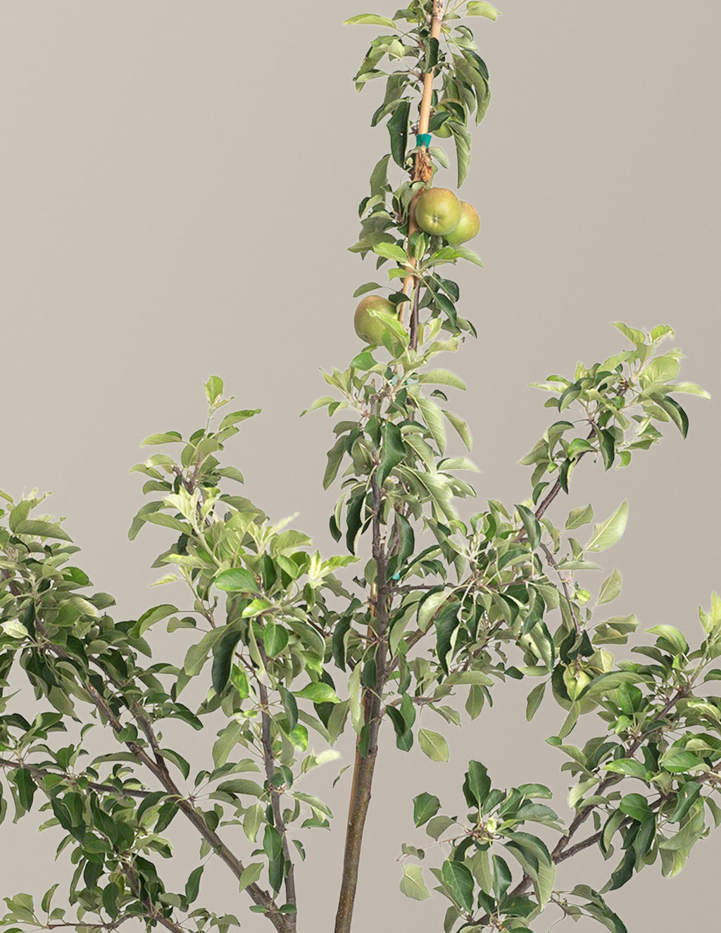 Fuji Apple Tree