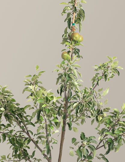 Fuji Apple Tree