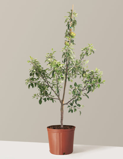 Fuji Apple Tree